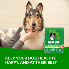 IAMS Proactive Health Minichunks Dry Dog Food – Crunchy Kibble For Adult Dogs – Chicken & Whole Grain Recipe – 13.61KG (30LB) Bag